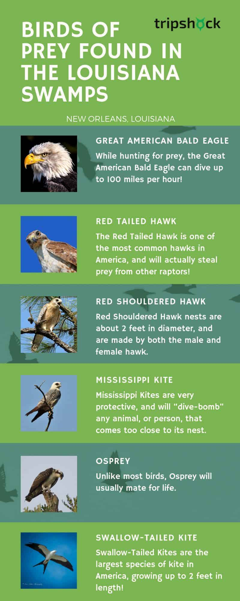 birds of prey found in the louisiana swamps