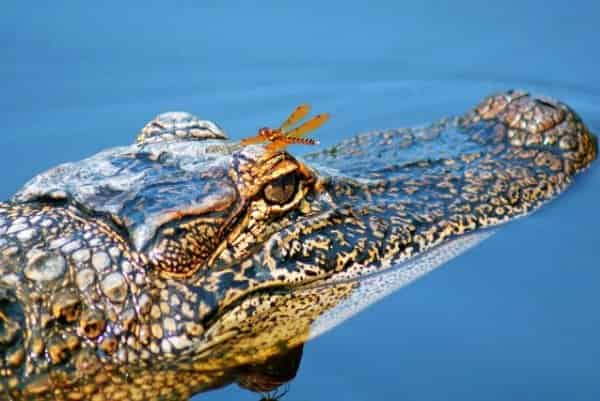 manchac swamp tour