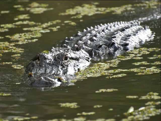 alligators in the swamps of new orleans