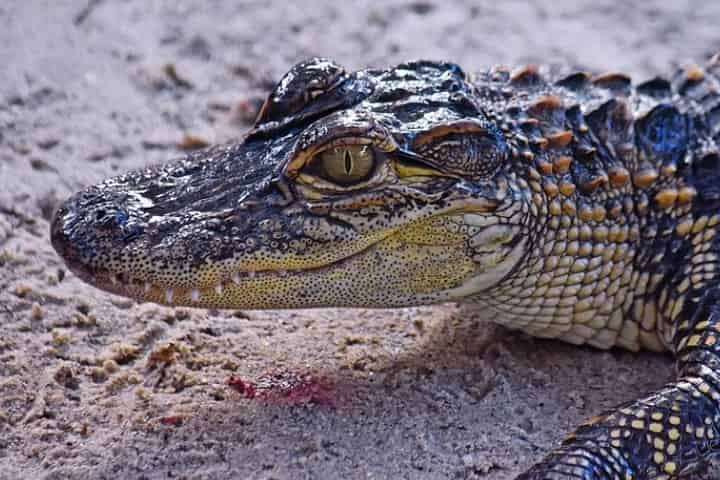 ALLIGATORS VS. CROCODILES  New Orleans Kayak Swamp Tours