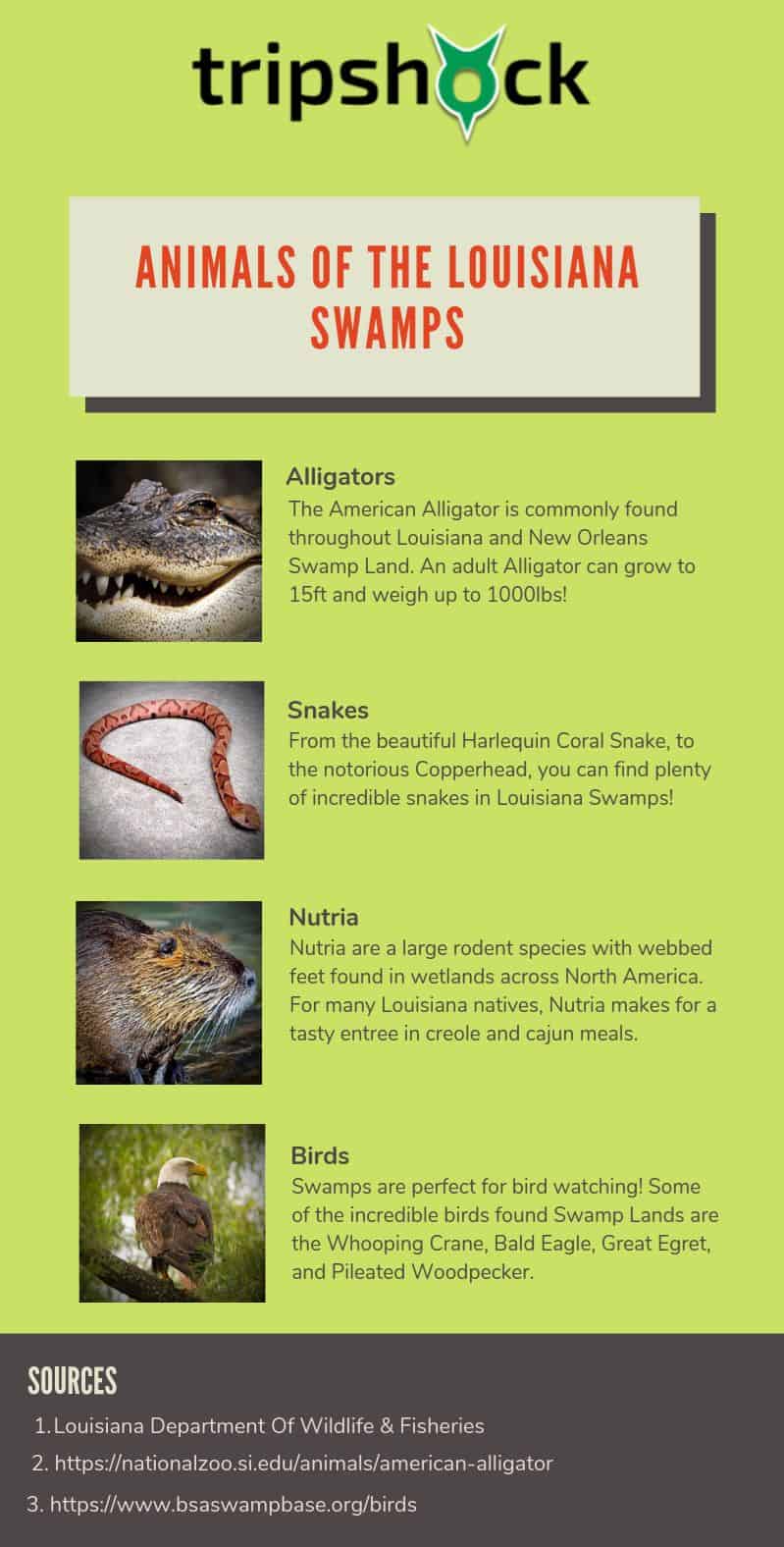 Animals of the New Orleans Swamp