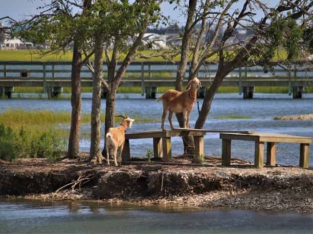 Why You Need to Visit Murrells Inlet Boardwalk
