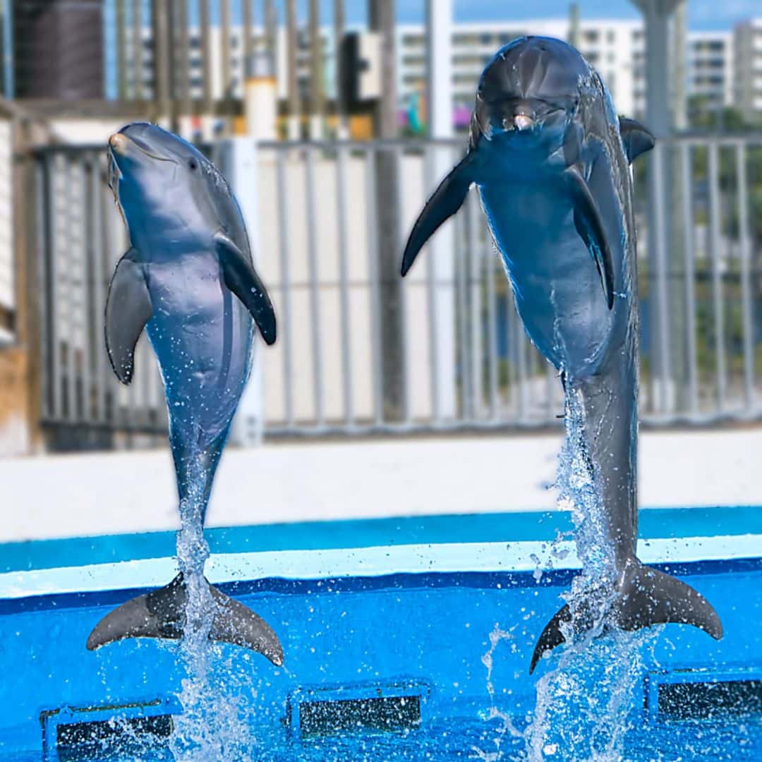 Top 20 Fort Walton Beach-Okaloosa Island Dolphin Cruises & Tours 2022
