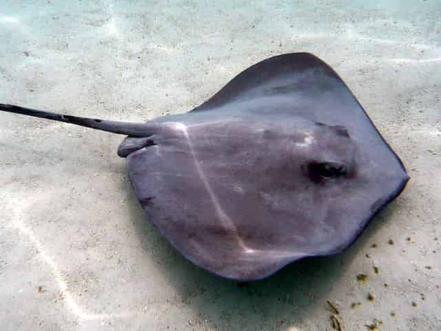 Stingray