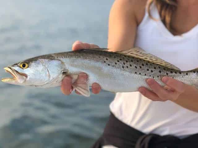 Speckled Trout Inshore Fishing Guide