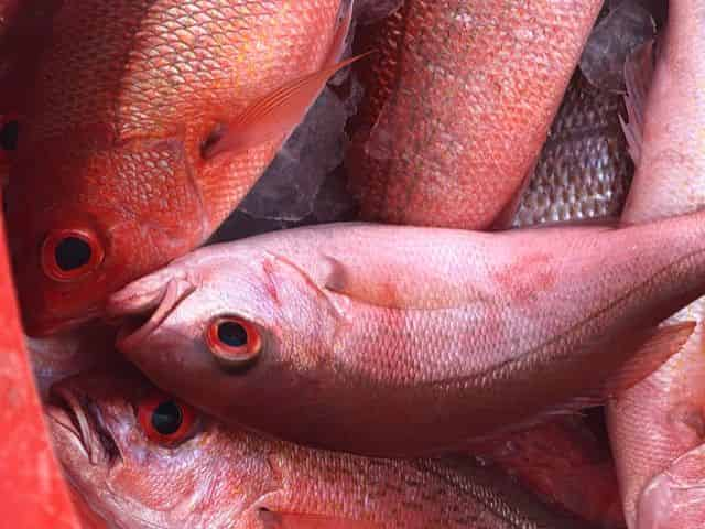 Snapper Fishing on a Party-Boat