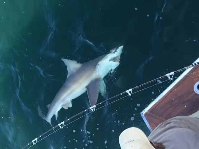 Shark Fishing Charter in Destin