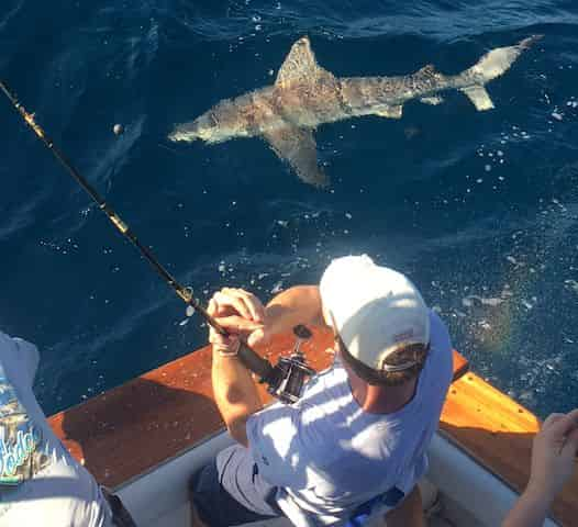 Shark Fishing Private Charter