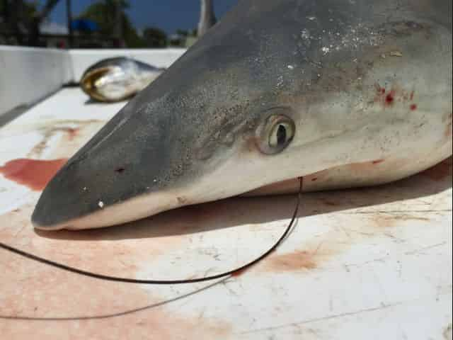 Book a nighttime Fishing Charter, Fishing for Sharks in Atlantic