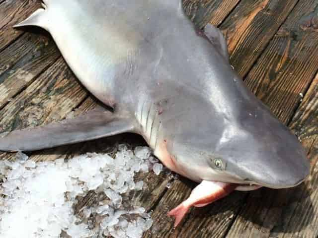 Lemon Shark Fishing Guide  How to Catch a Lemon Shark