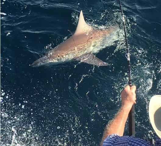 Book a nighttime Fishing Charter, Fishing for Sharks in Atlantic