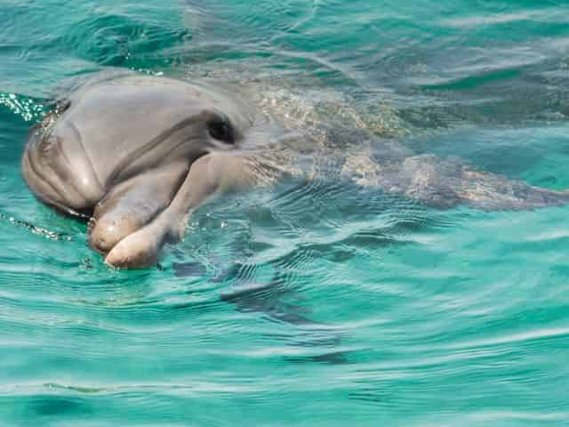 wild-dolphin-encounters