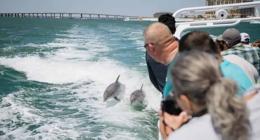 SeaQuest-Dolphin-Sightseeing-Tour