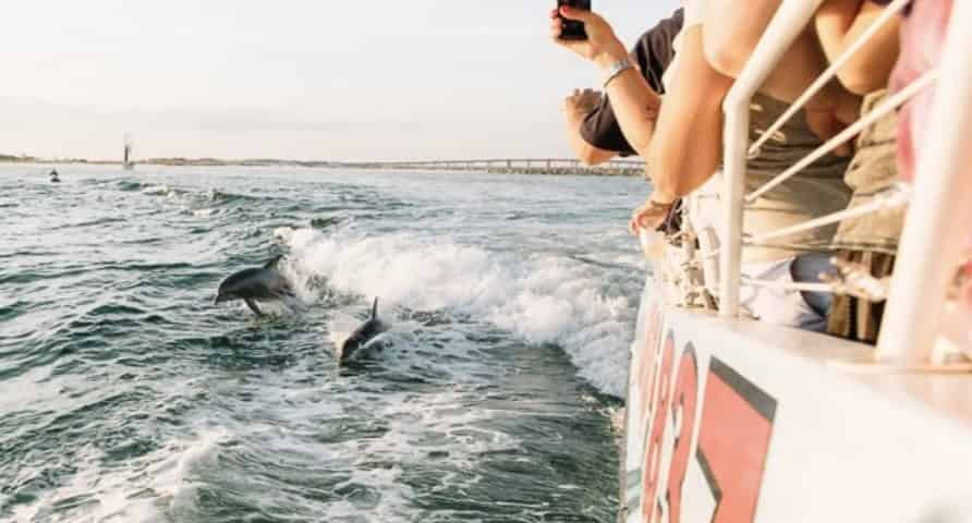 SeaQuest-Dolphin-Sightseeing-Tour