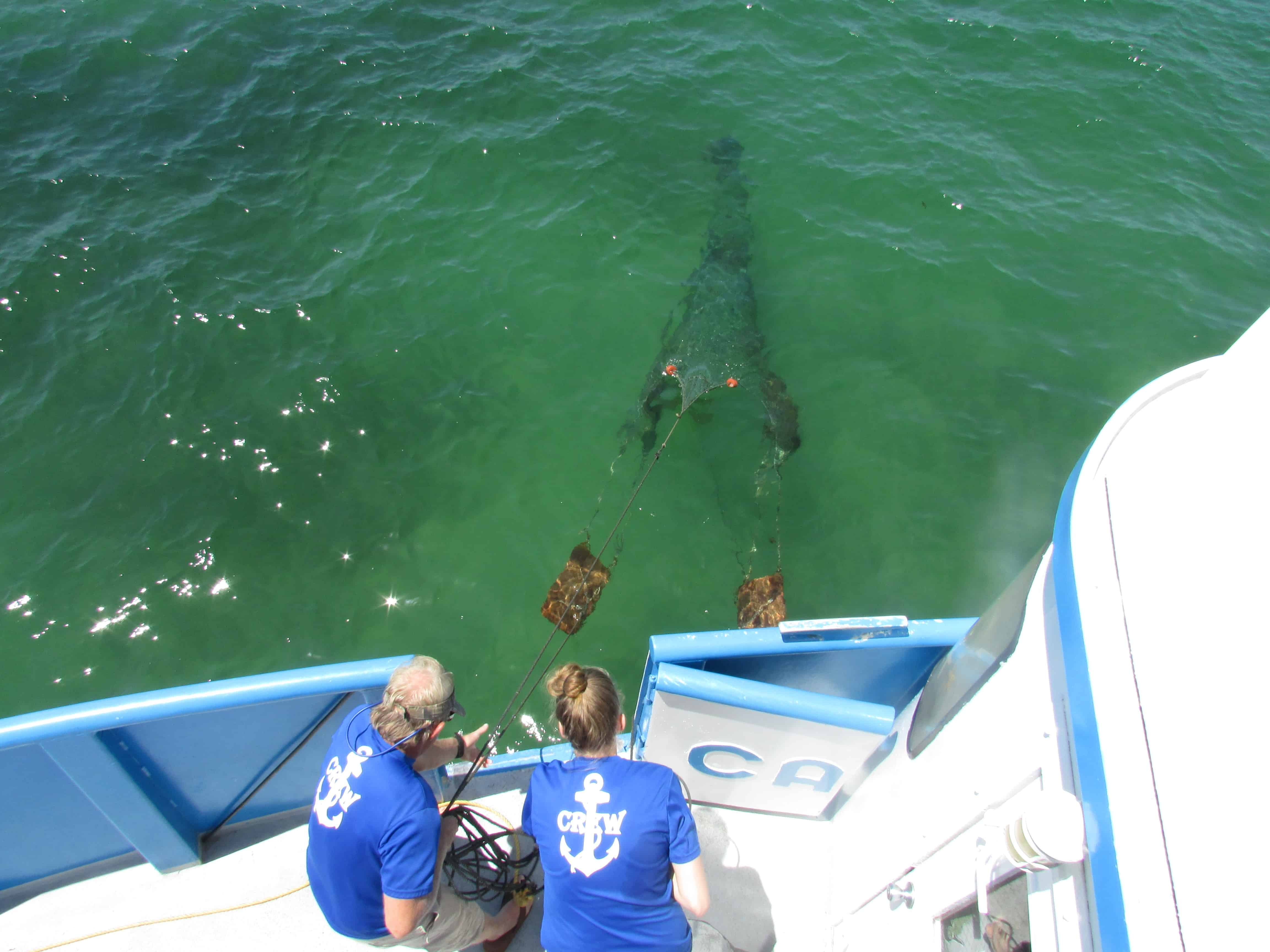 Shell-Island-Eco-Sea-fari-Tour-and-Dolphin-Encounter