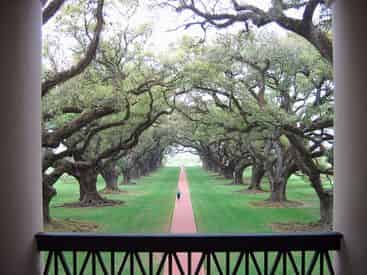 Oak Alley Plantation Admission & Guided Tour With Transportation From The French Quarter