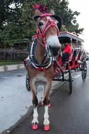 French Quarter Carriage Ride and Cemetery Tour