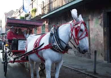 French Quarter Carriage Ride and Cemetery Tour