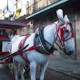 French Quarter Carriage Ride And Cemetery Tour - TripShock!