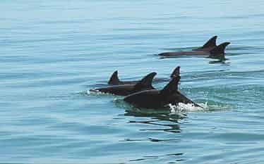 Dolphin-and-Nature-Tour-On-the-Explorer-Orange-Beach