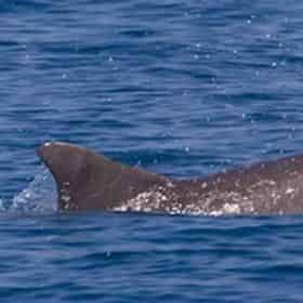 Dolphin & Nature Daytime Tour On the Explorer Orange Beach - TripShock!