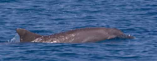 Dolphin-and-Nature-Tour-On-the-Explorer-Orange-Beach