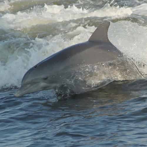 Dolphin-and-Nature-Tour-On-the-Explorer-Orange-Beach