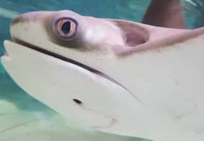 Stingray Snorkel at Gulf World Marine Park