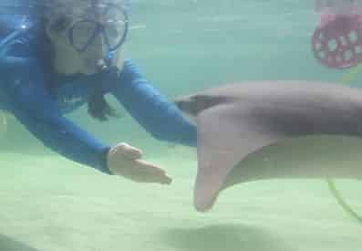 Stingray Snorkel at Gulf World Marine Park