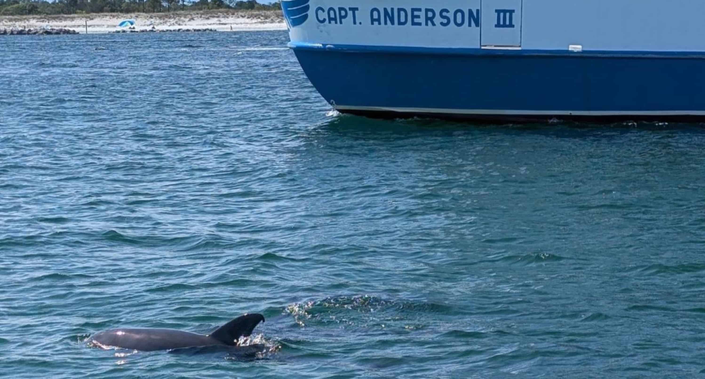 Sunset-Dolphin-Encounter-Aboard-Captain-Anderson-III