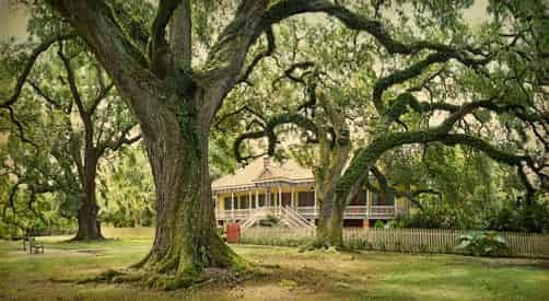 Small Group Tour of Oak Alley & Laura Plantation with Transportation from New Orleans