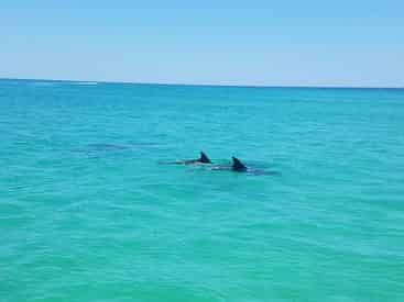 Sail and Swim From the Destin Harbor