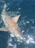 Shark Fishing with PC Florida Charters
