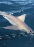 Shark Fishing with PC Florida Charters
