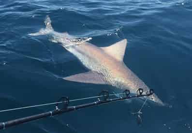 Shark Fishing with PC Florida Charters