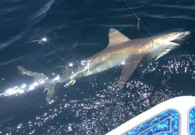 Shark Fishing with PC Florida Charters