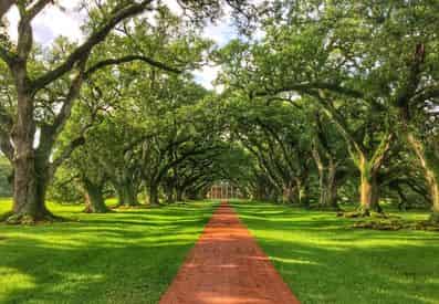 Plantation Brunch & Swamp Boat Guided Tour with Transportation From The French Quarter