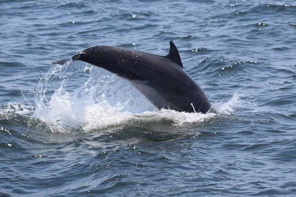 Sea-Thunder-Dolphin-Cruise-Myrtle-Beach