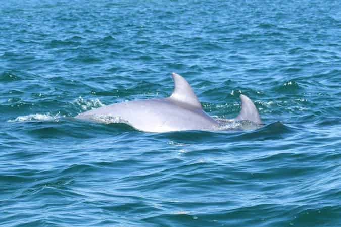 Sea-Screamer-Dolphin-Cruise-Myrtle-Beach