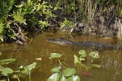 Biscayne Bay Boat Tour & Everglades Airboat Excursion