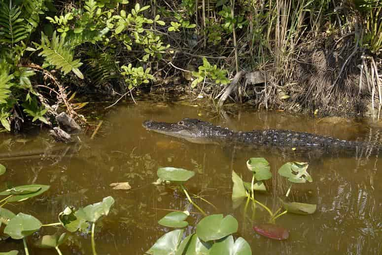 Biscayne-Bay-Boat-Tour-and-Everglades-Airboat-Excursion-by-Gray-line-Miami