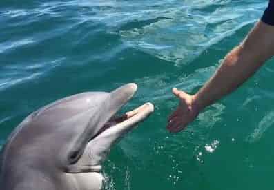 Small Group Dolphin and Eco-Tour Experience - Panama City Beach