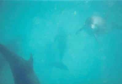 Small Group Dolphin and Eco-Tour Experience - Panama City Beach