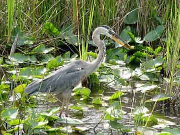 Biscayne Bay Boat Tour & Everglades Airboat Excursion