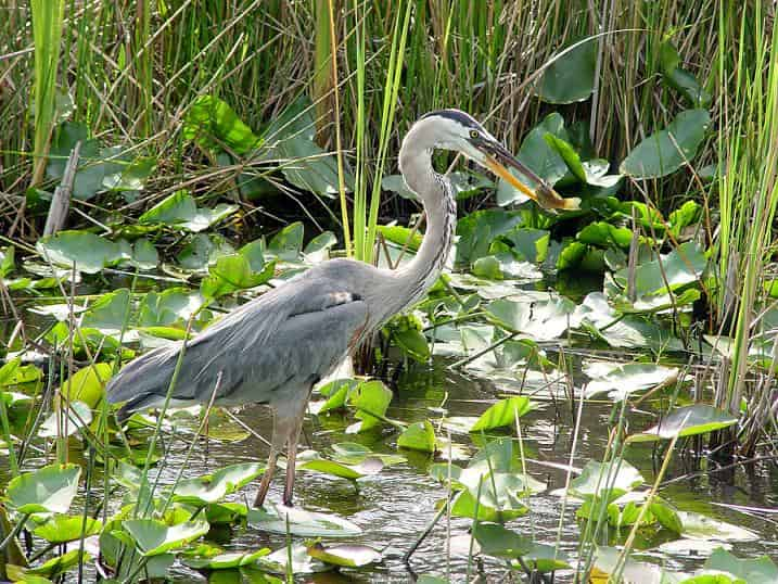 Biscayne-Bay-Boat-Tour-and-Everglades-Airboat-Excursion-by-Gray-line-Miami