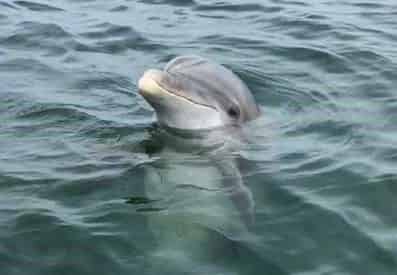 Small Group Dolphin and Eco-Tour Experience - Panama City Beach