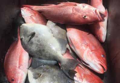 Offshore and Inshore Fishing with Salt Style Guide Service
