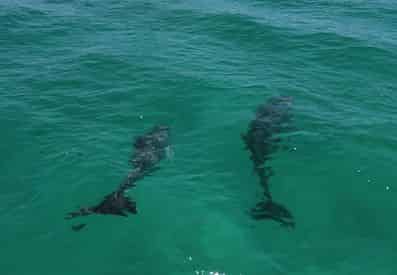 Private Dolphin Cruise with Into The Blue