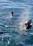 Sea Screamer Dolphin Cruise Myrtle Beach