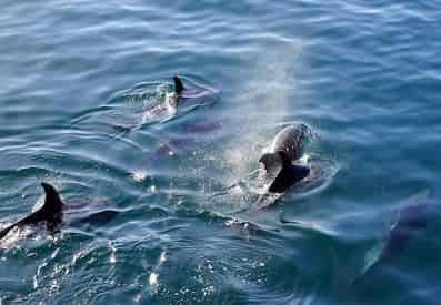 Sea Screamer Dolphin Cruise Myrtle Beach